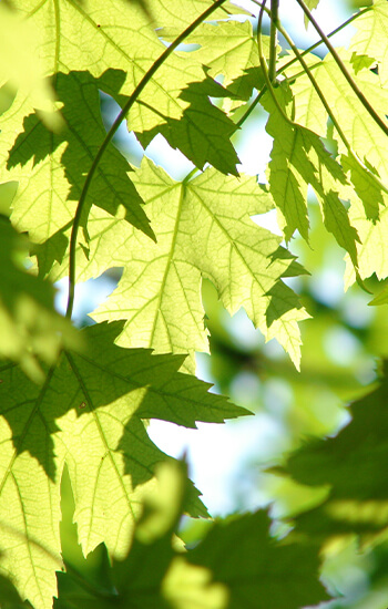 Maple leaves on a maple tree in a sustainable hardwood forest where cabinetry products are crafted from.