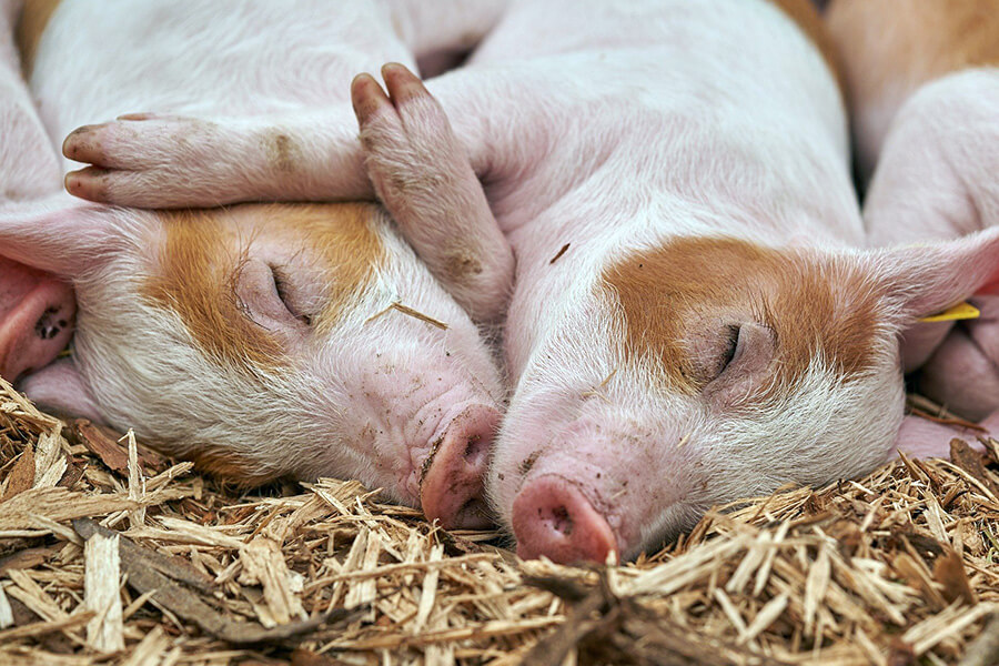 At Dura Supreme, 99.9% of our wood waste is recycled and used as livestock bedding, minimizing waste output and supporting our local farming community