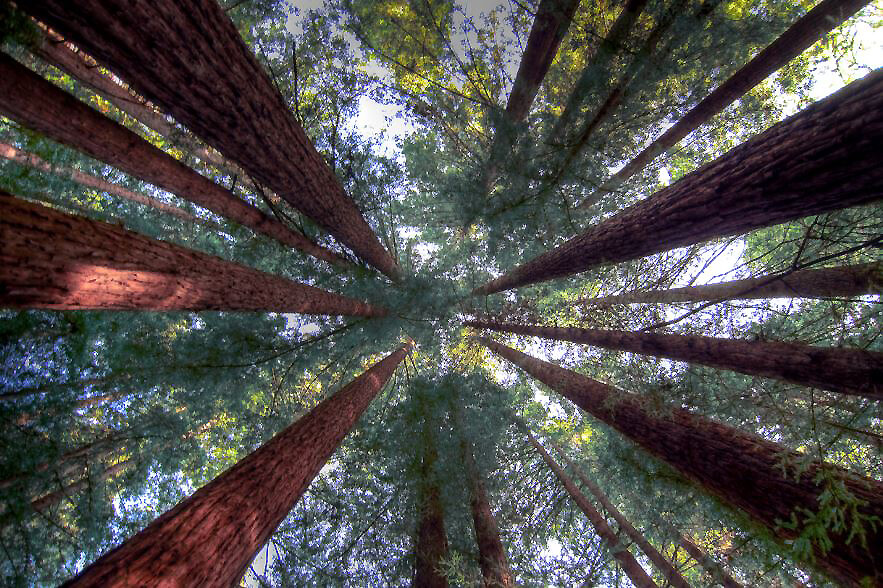 Looking up to the tree tops in a sustainable forest.