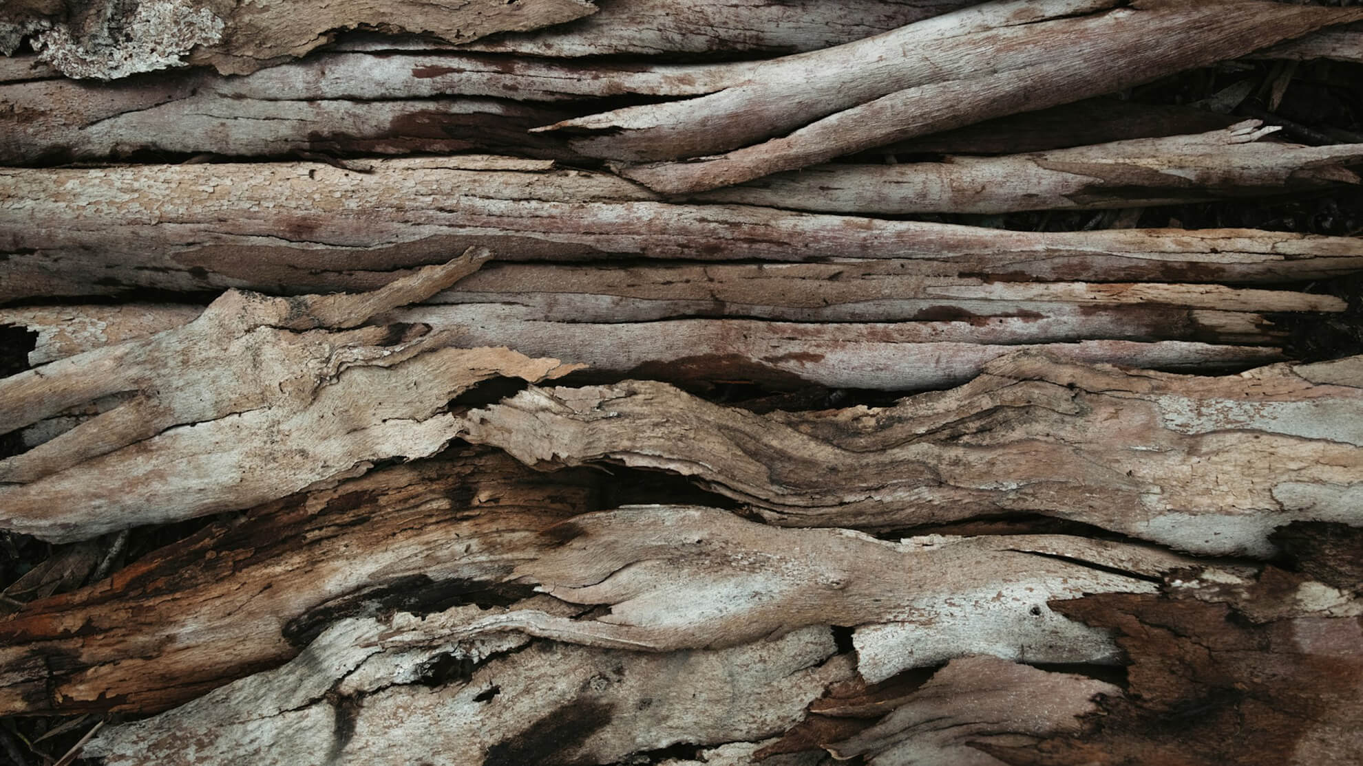 An inspiring close-up of a collection of raw, weathered driftwood.