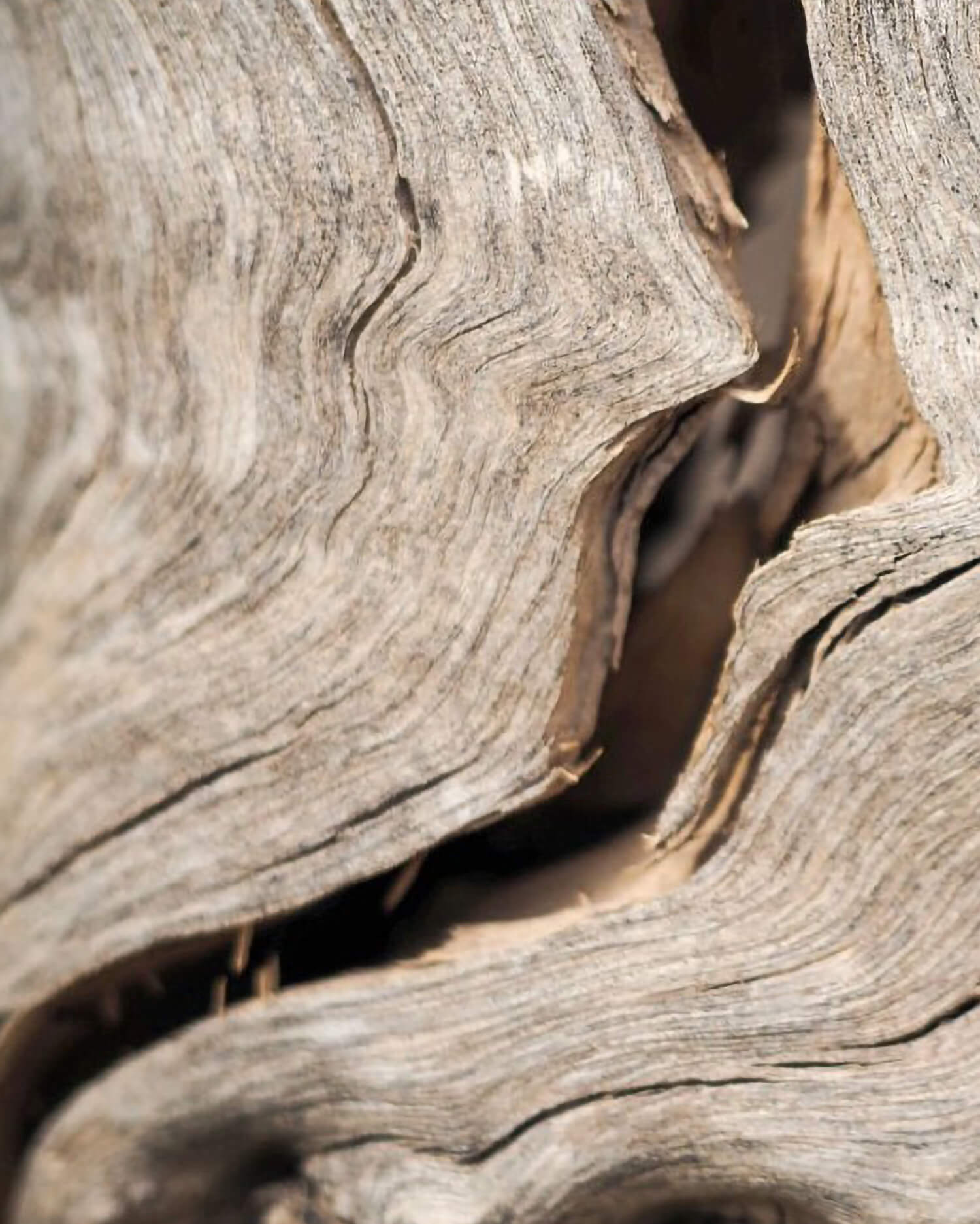 A close up of raw, weather-worn wood found in nature.
