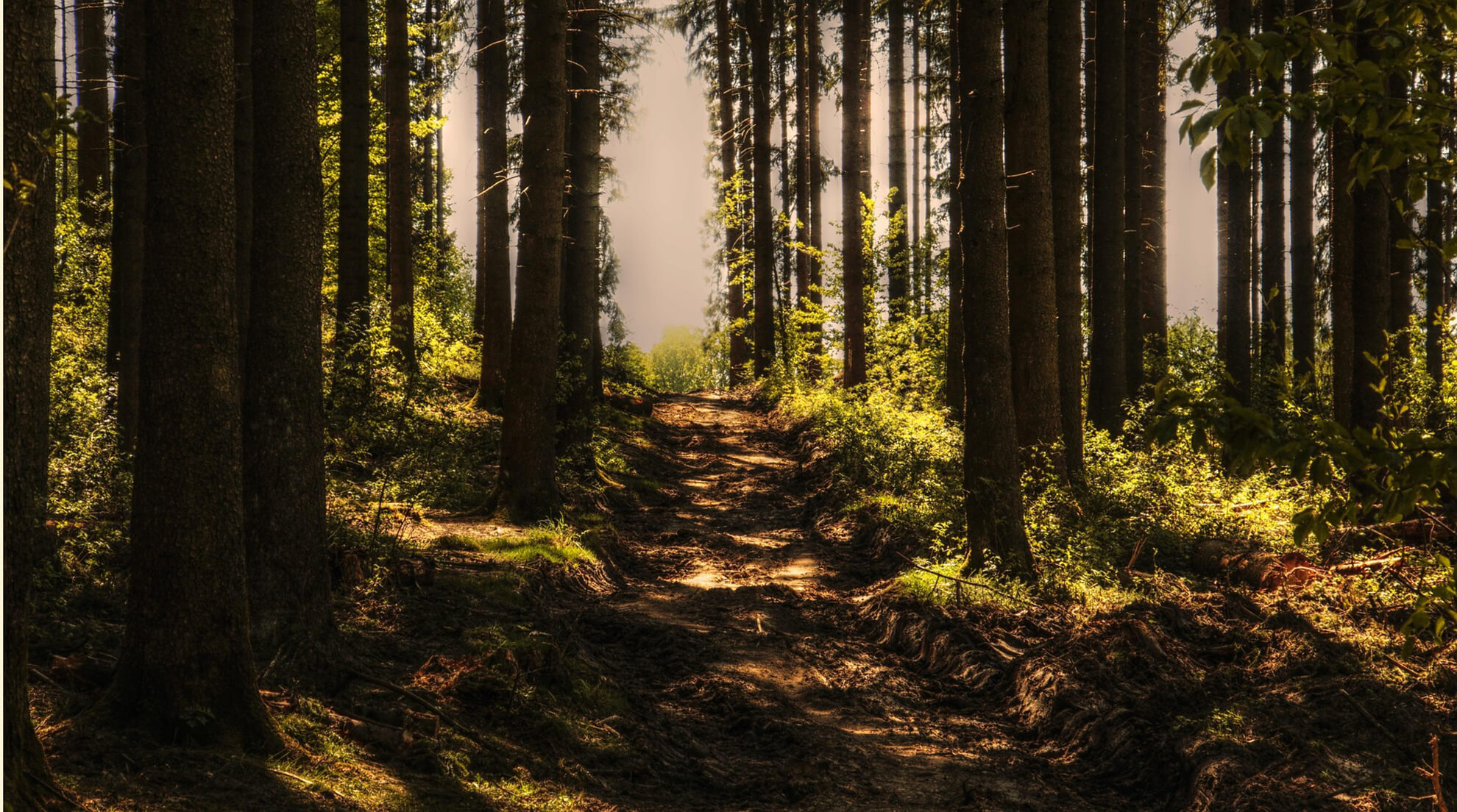 A beautiful natural landscape in a lush forest.